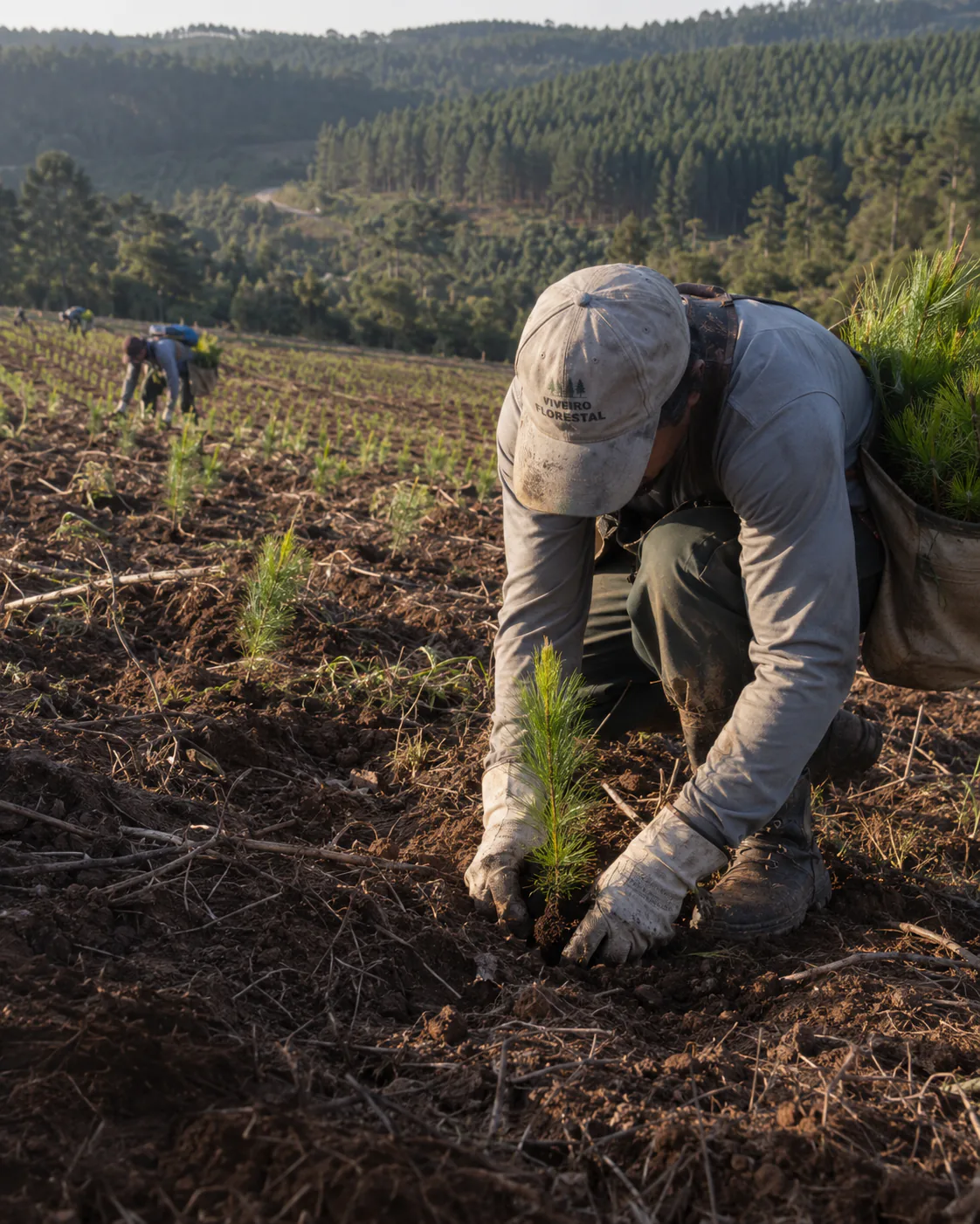 Trabalhador florestal plantando uma muda de Pinus em área de implantação